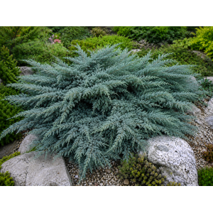 Borievka prostredná (Juniperus × media) ´PFITZERIANA GLAUCA´ - výška 20-30 cm ⌀ 20-30 cm  , kont. C3L